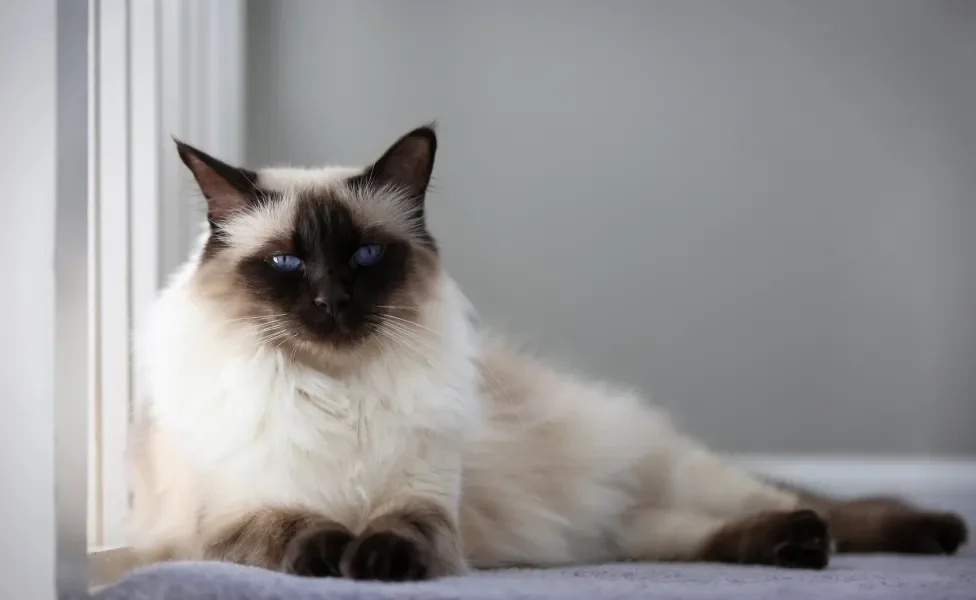 Gato Balinês deitado em cama