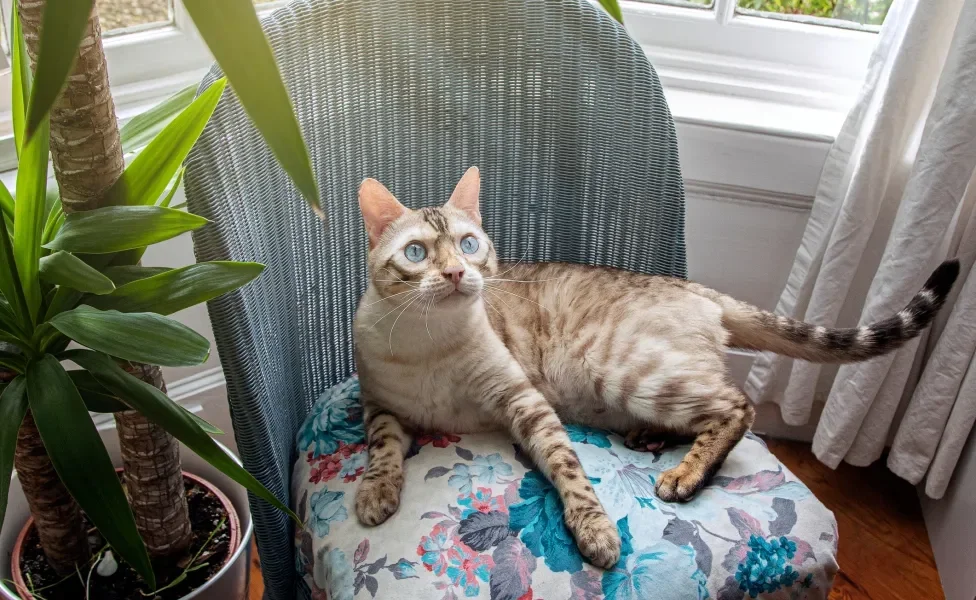 Gato Bengal deitado em cadeira com assento de estampa florida