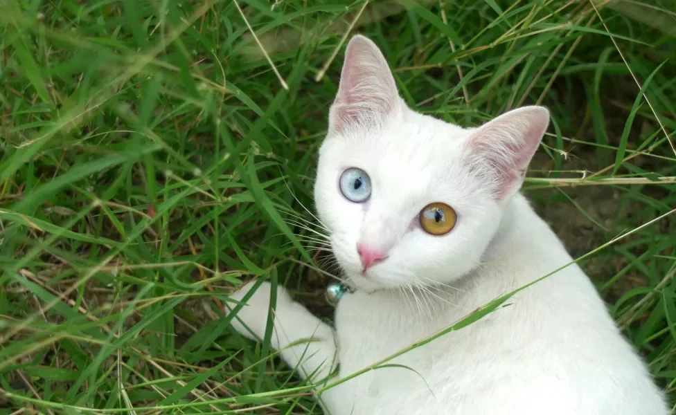 Gato Khao Manne deitado em grama