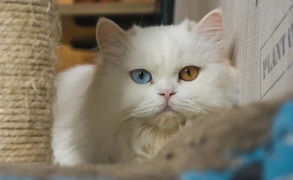 Gato Persa branco com heterocromia