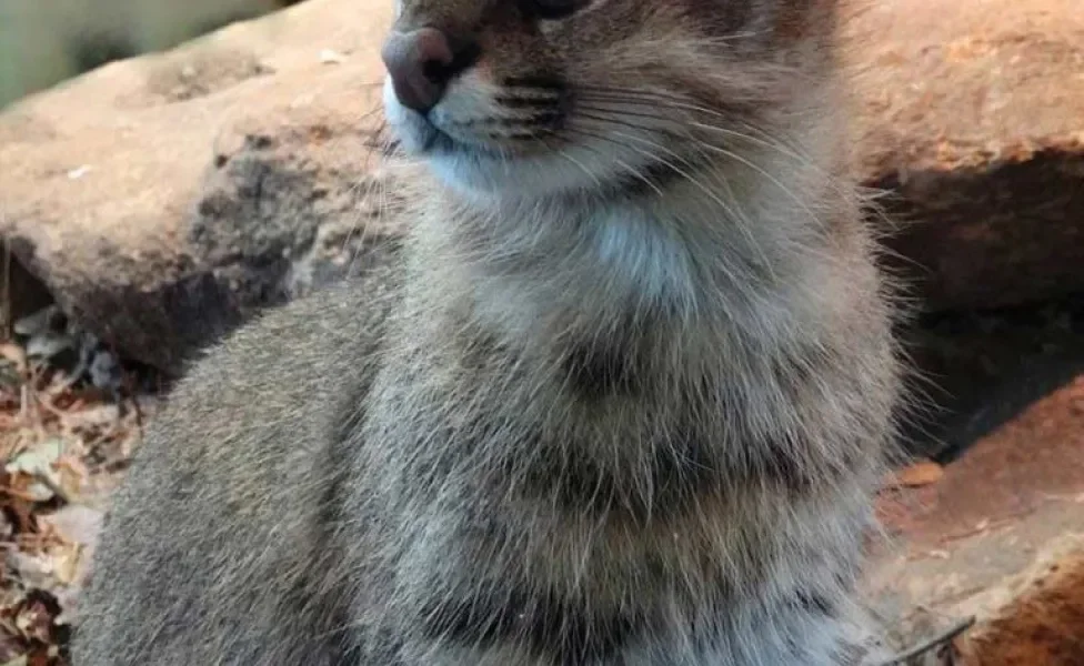 Gato Palheiro Pampeano em destaque