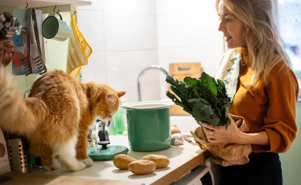 Gato em cima de bancada olhando para batatas enquanto sua tutora o observa segurando verduras