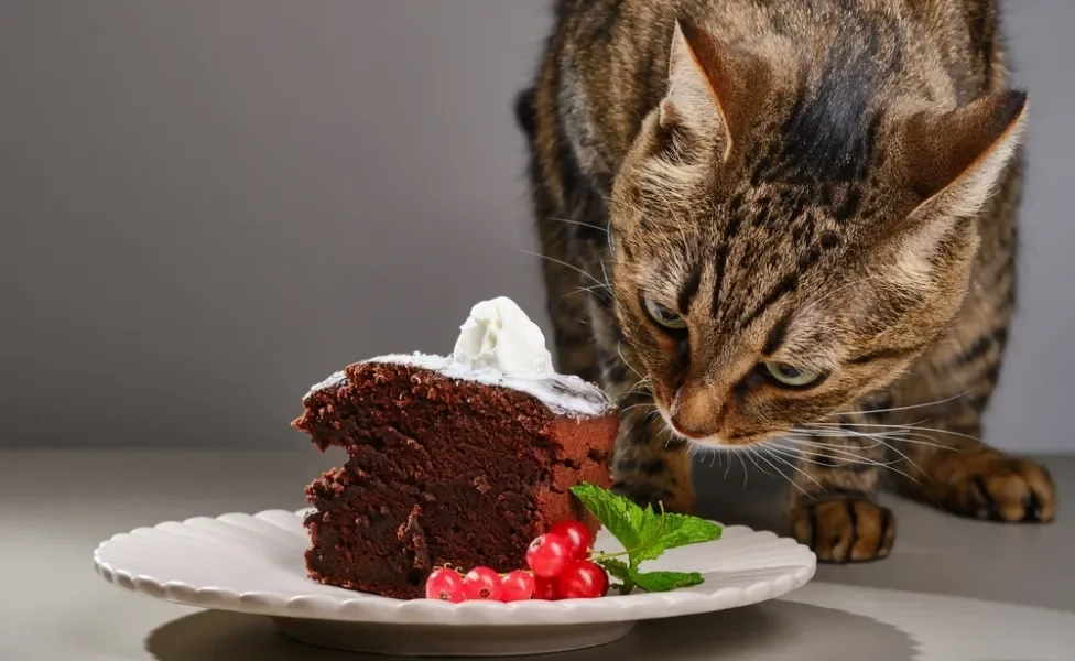 gato olhando para pedaço de bolo de chocolate na mesa