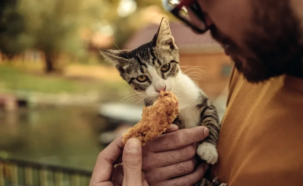 Tutor dando pedaço de frango para gato