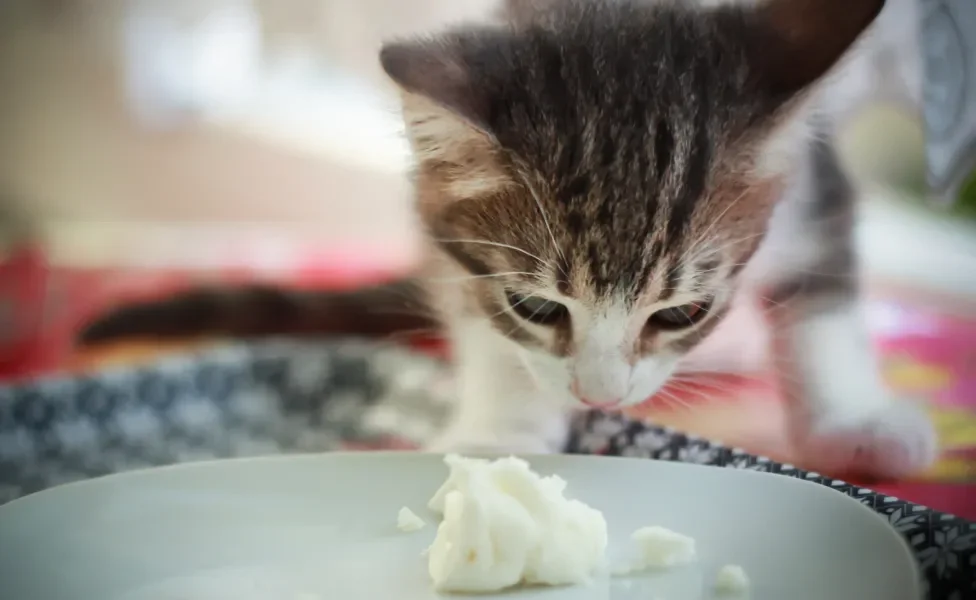 Gato cheirando requeijão em prato