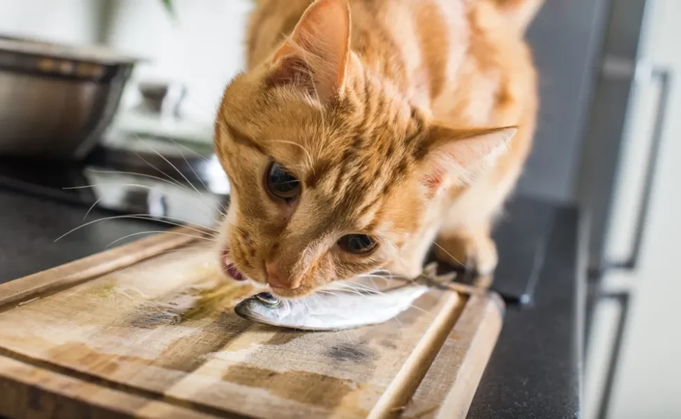 gato comendo sardinha