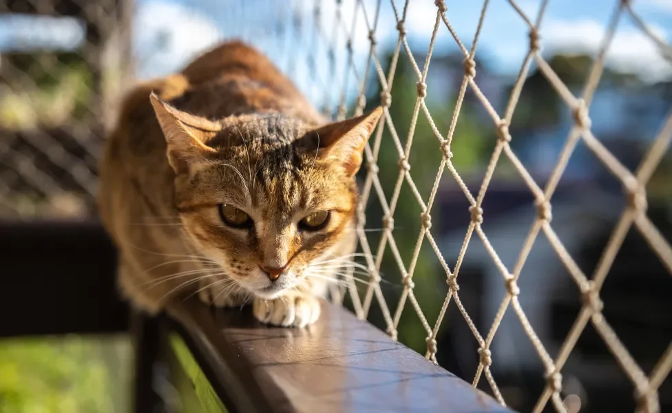 Gato sentado na janela, próximo à tela protetora