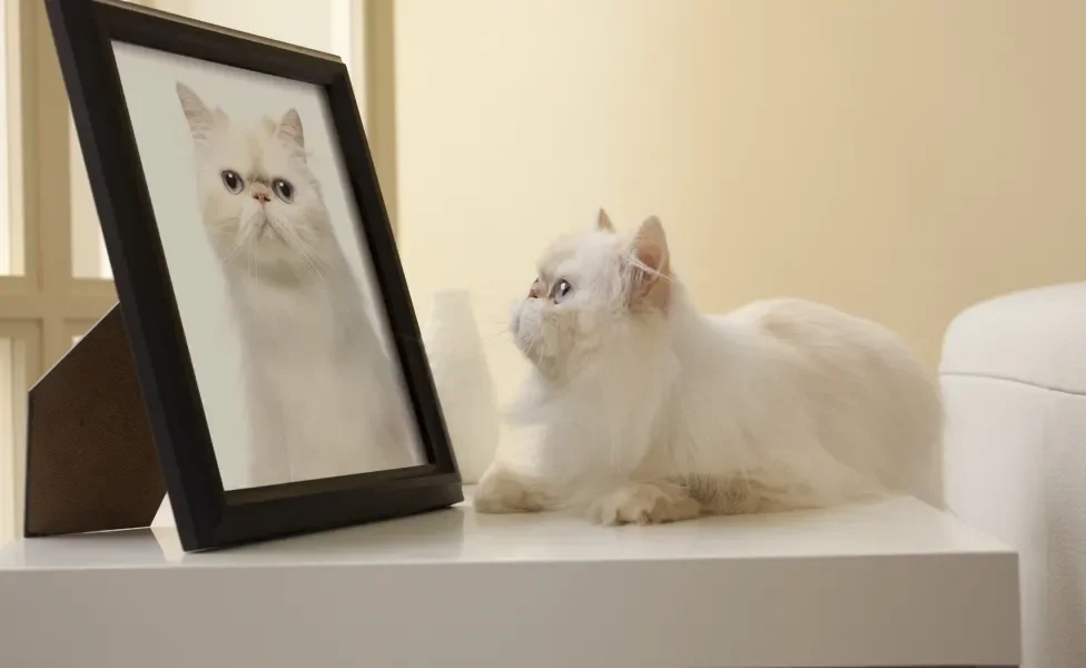  gato olhando para quadro com seu retrato