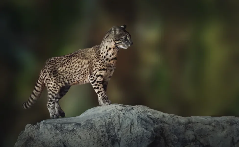 Gato do Mato Grande em pé em pedra