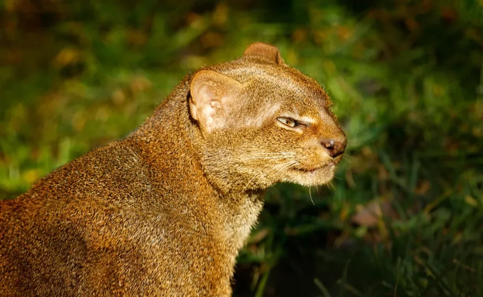 Gato Jaguarundi iluminado por raios de sol