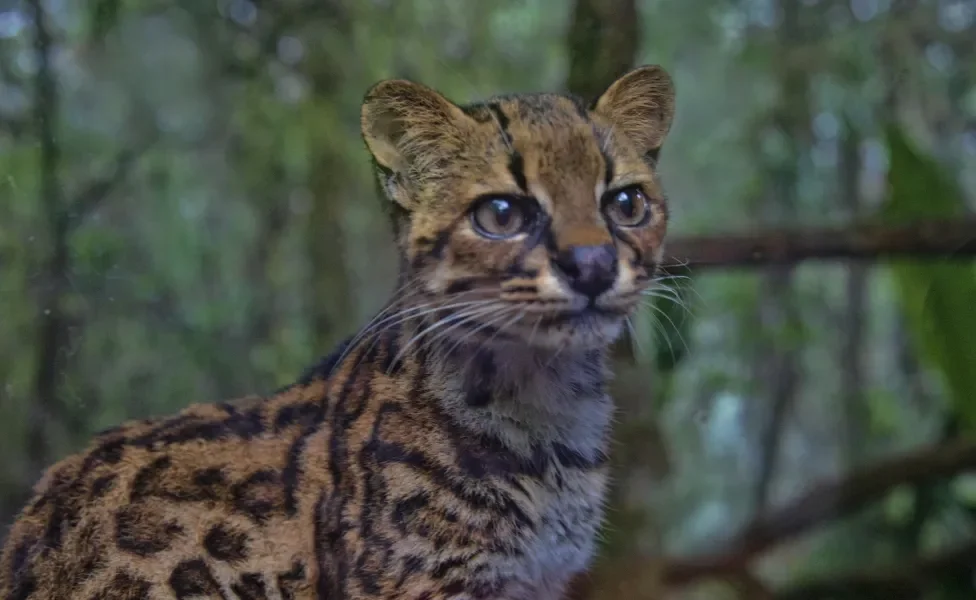 Gato Maracajá em destaque na floresta durante final do dia