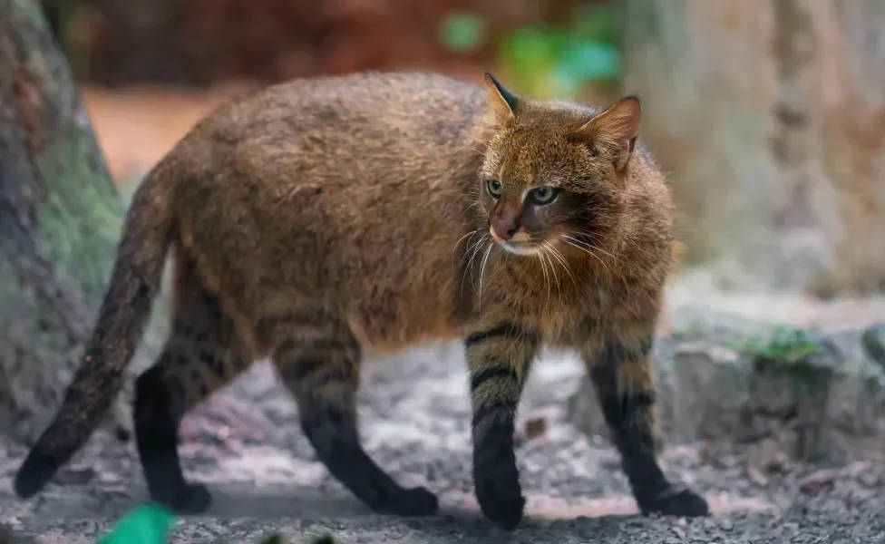 Gato Palheiro andando na terra