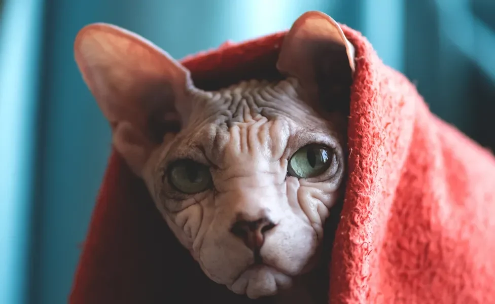 Gato Sphynx com toalha vermelha