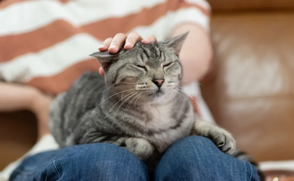 gato deitado no colo do dono recebendo carinho