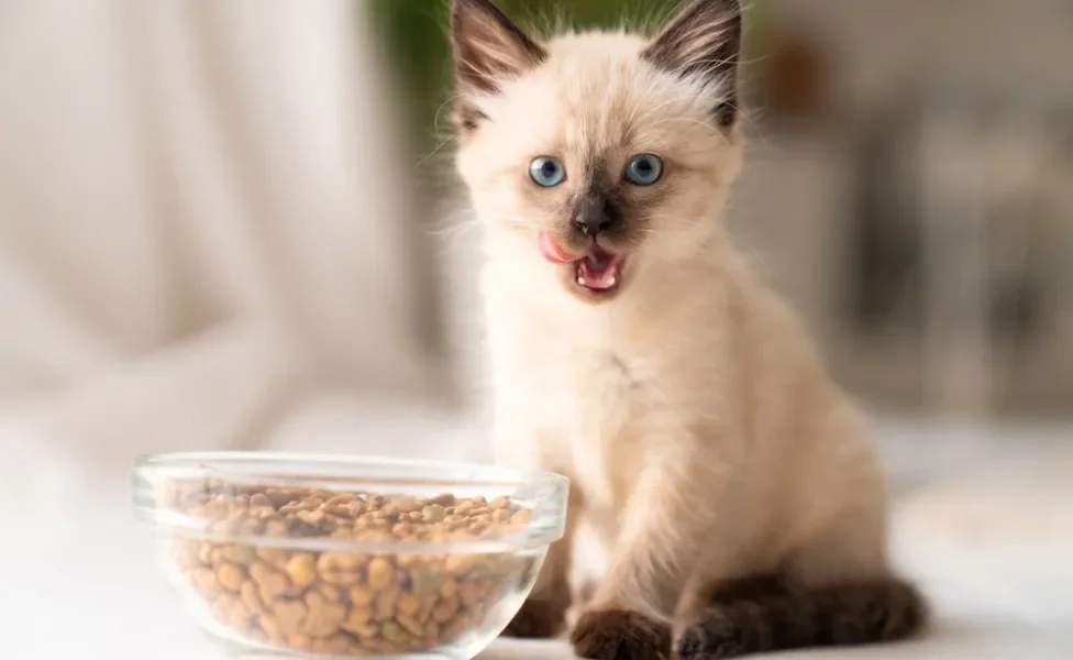 gato siamês filhote com pote de ração