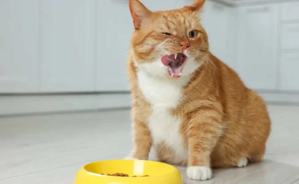 gato com a boca aberta em frente a pote de ração