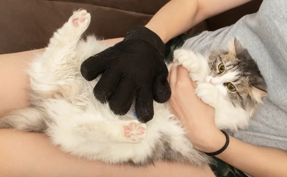 Tutora tirando excesso de pelo de gato com luva especial