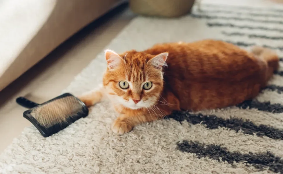 gato soltando muito pelo com escova do lado