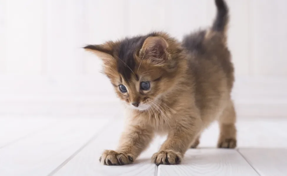 Gato filhote em pé em piso branco