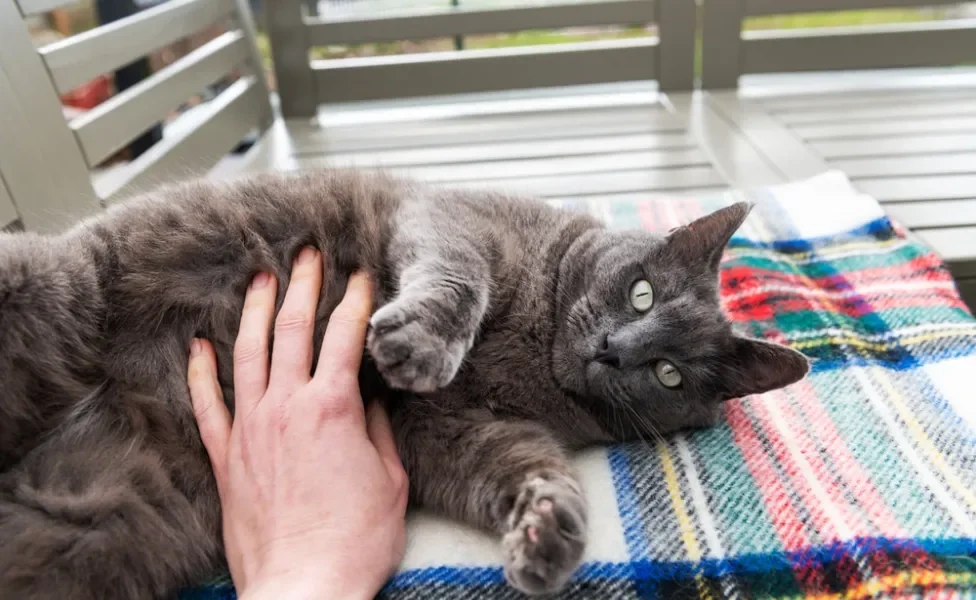 pessoa fazendo carinho na barriga de gato