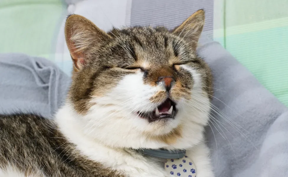 Gato enrolado em coberta com cara de desconforto por resfriado