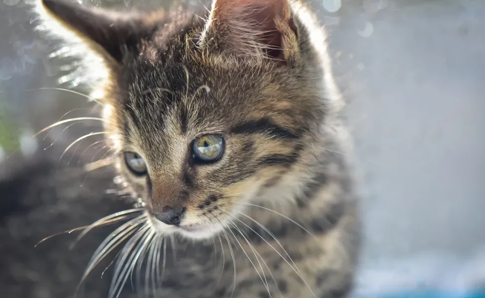 Gato cinza listrado iluminado por raios solares