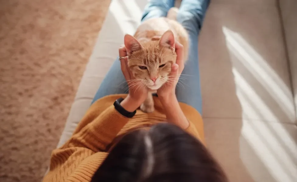 gato no colo de tutora