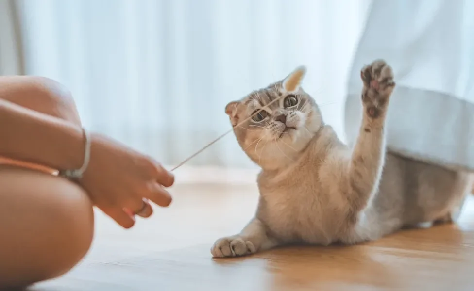 tutora brincando com gato