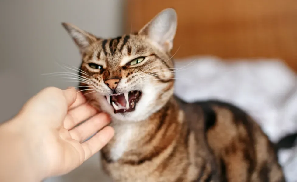 gato estressado ao receber carinho