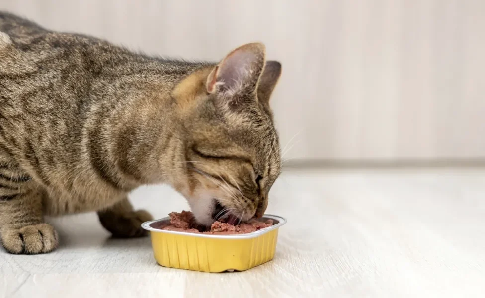  gato comendo sachê