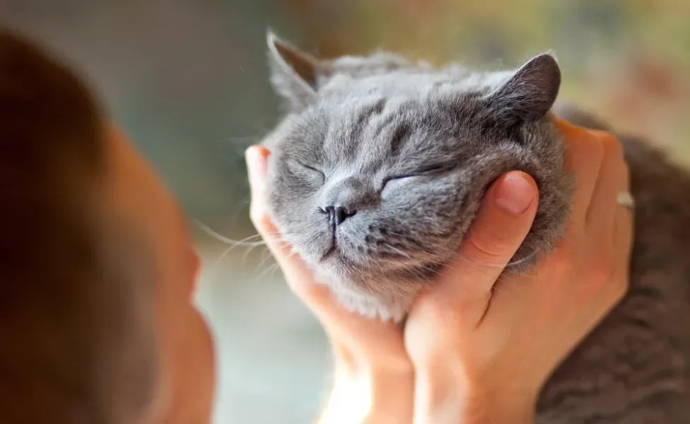 gato com os olhos fechados recebendo carinho da dona