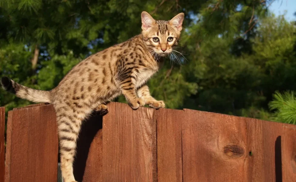 gato Savannah em cima de cerca de madeira