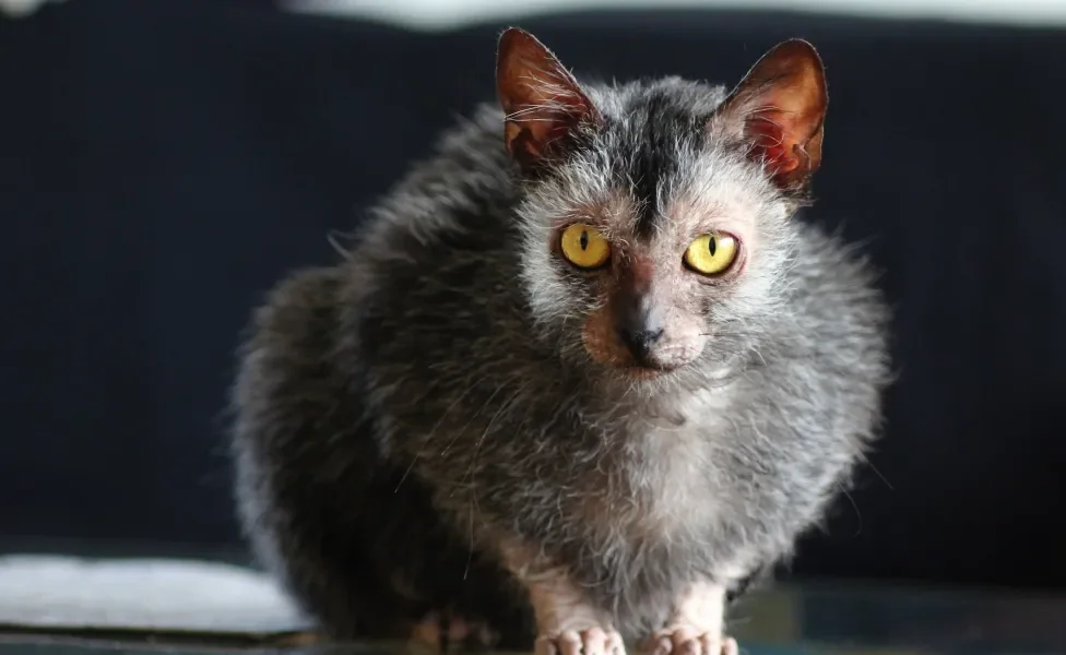 Gato Lykoi encolhido olhando para a foto