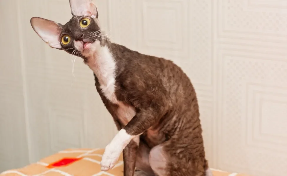 Cornish Rex sentado com a cabeça virada de lado