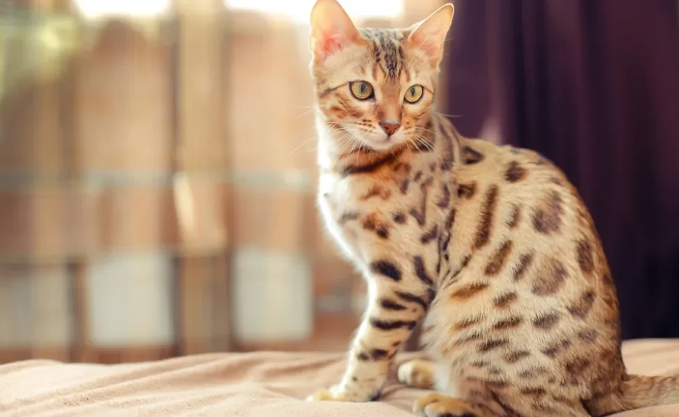 gato Bengal sentado em cima de cama