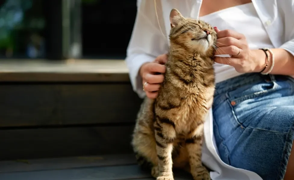 gato feliz recebendo carinho na cabeça de mulher