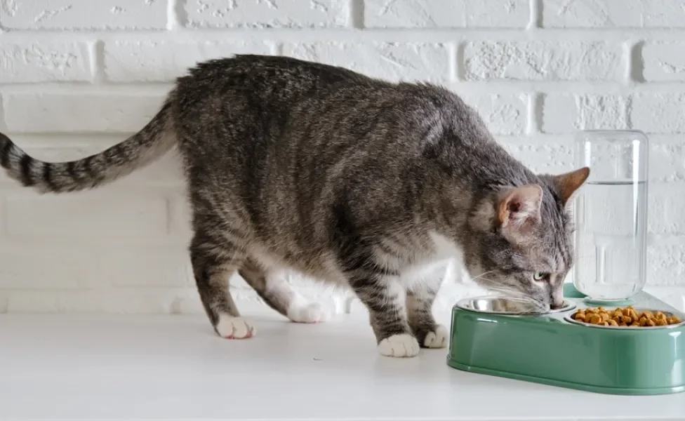 gato idoso comendo ração para gatos idosos