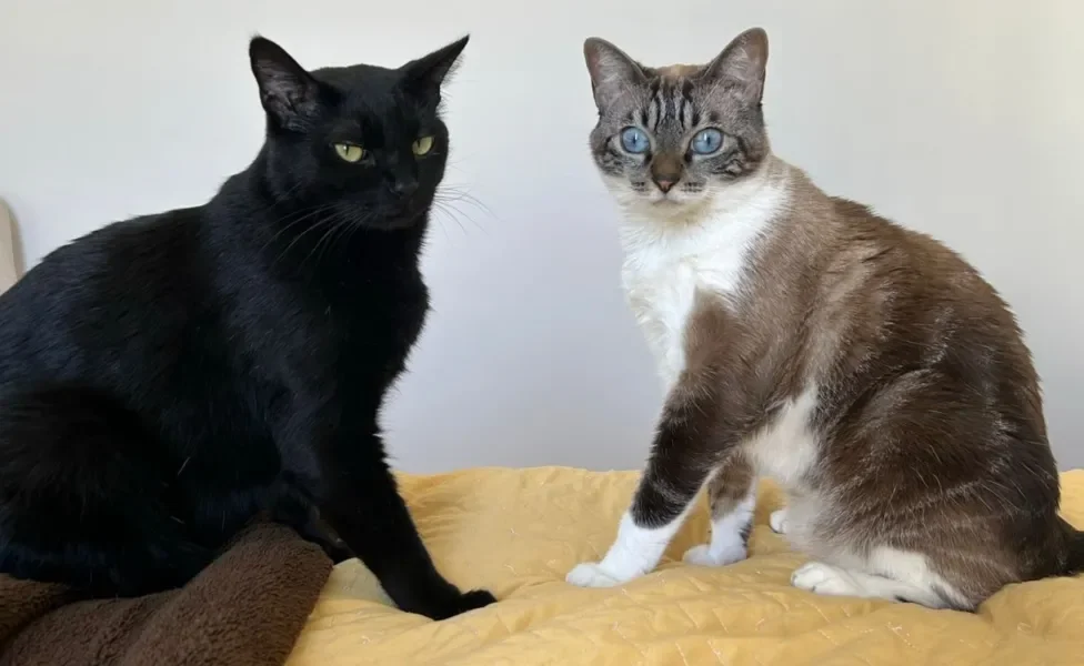 dois gatos sentados na cama