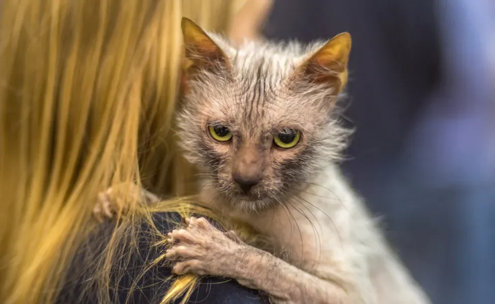 Lykoi encostado no ombro de mulher