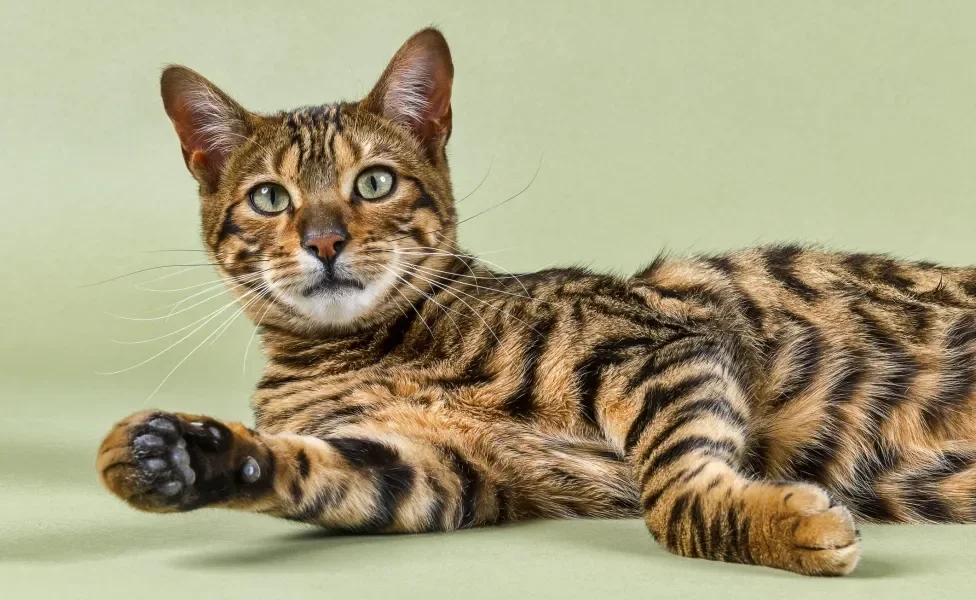 gato Toyger deitado 