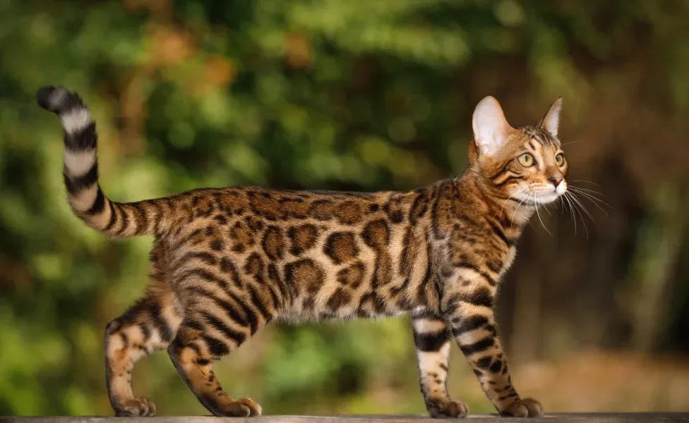 gato Bengal em cima de muro 