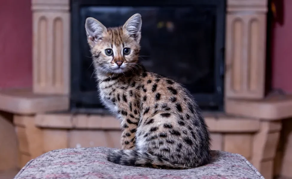 gato Savannah filhote sentado em poltrona