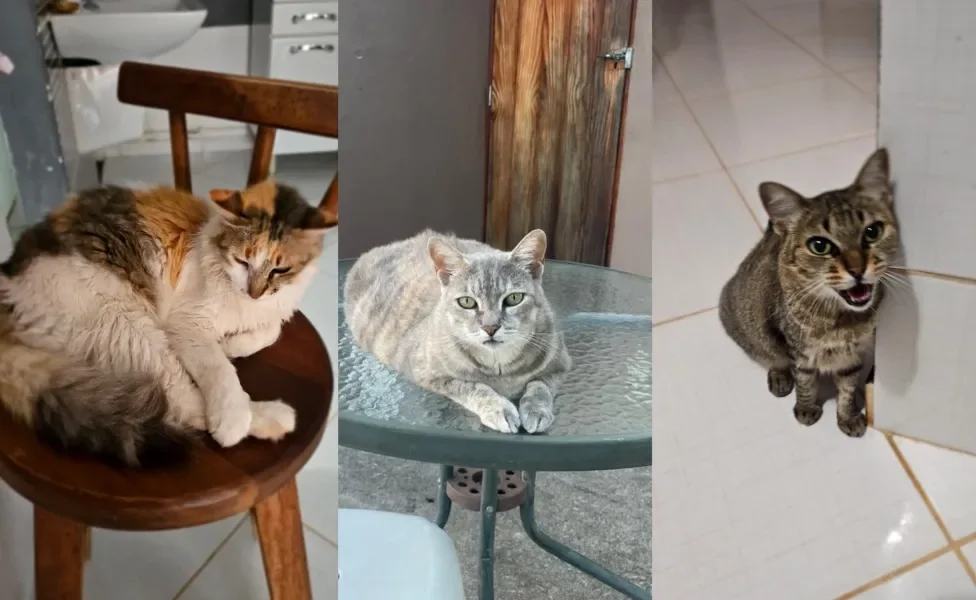 montagem com foto de 3 gatos