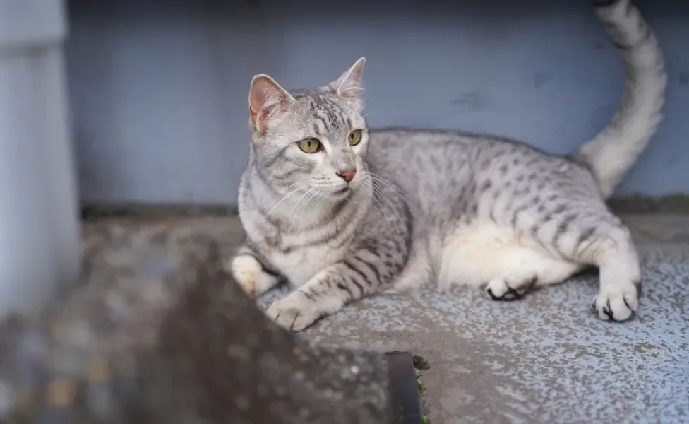 gato da raça Mau Egípcio deitado em cima de rocha