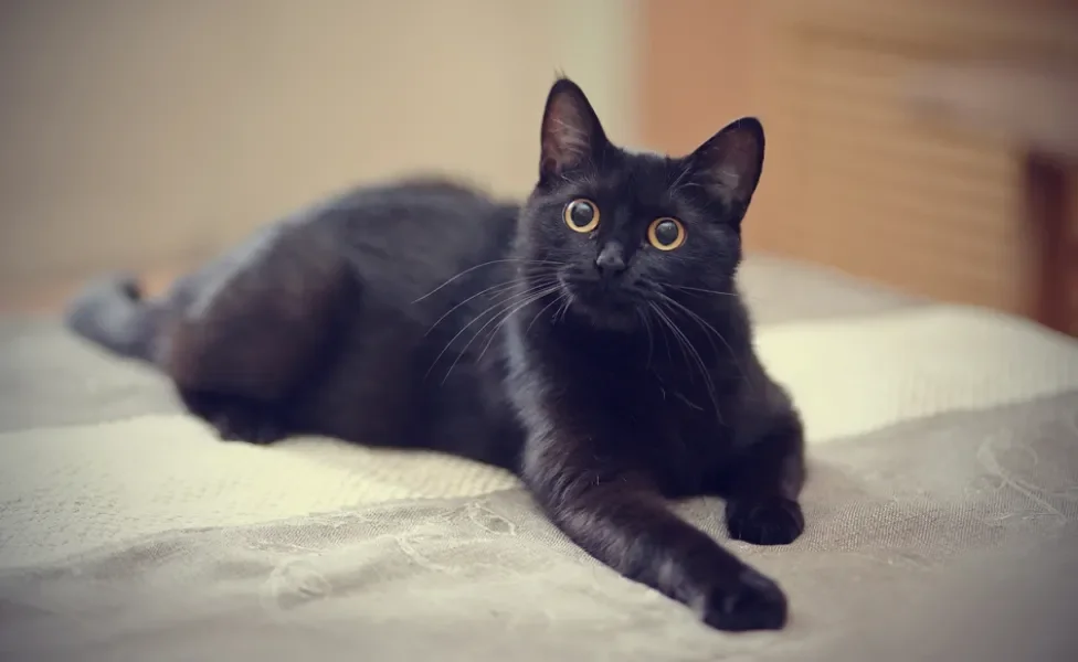 gato preto deitado em cima da cama