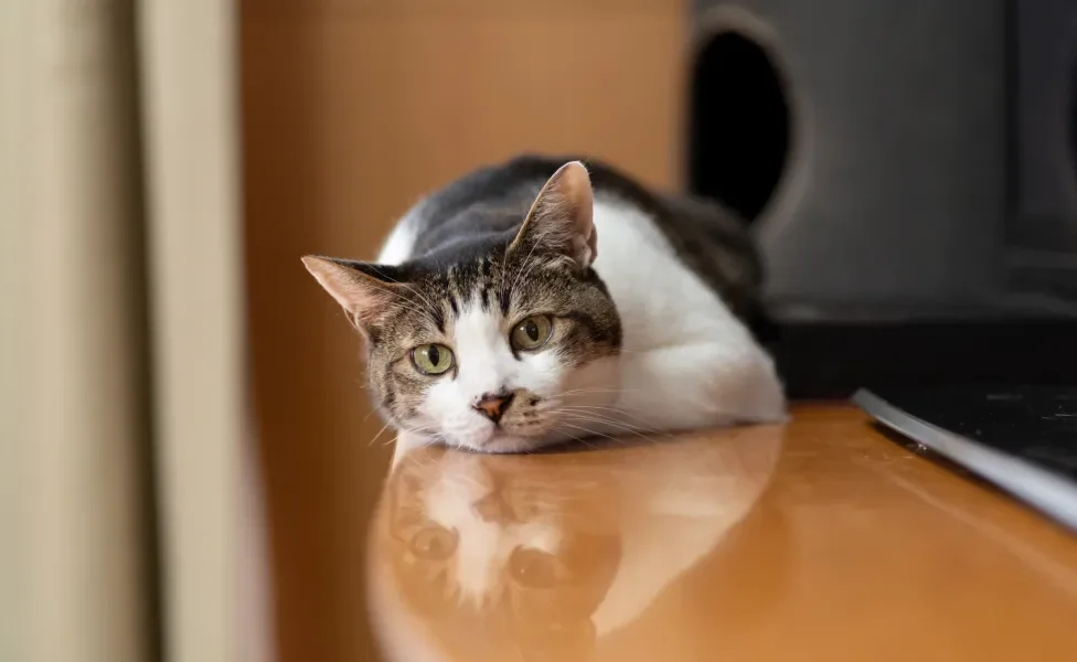 gato vira-lata deitado em cima da mesa