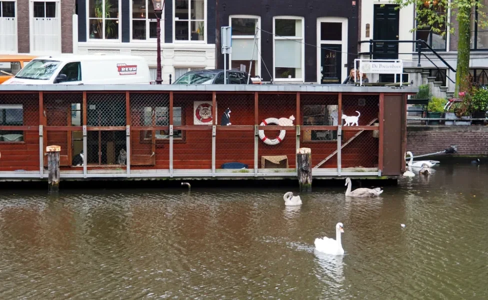 gatos dentro de um catboat em amsterdã