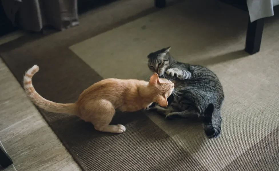 Imagem de cima de gato laranja e gato cinza brincando no tapete