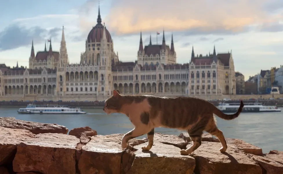 gato em budapeste