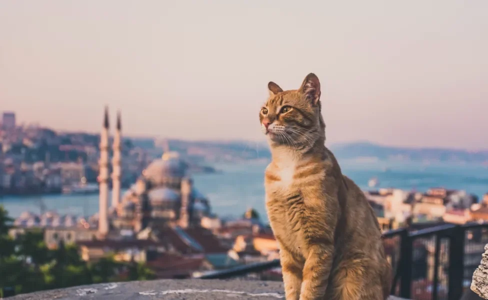 gato em istambul